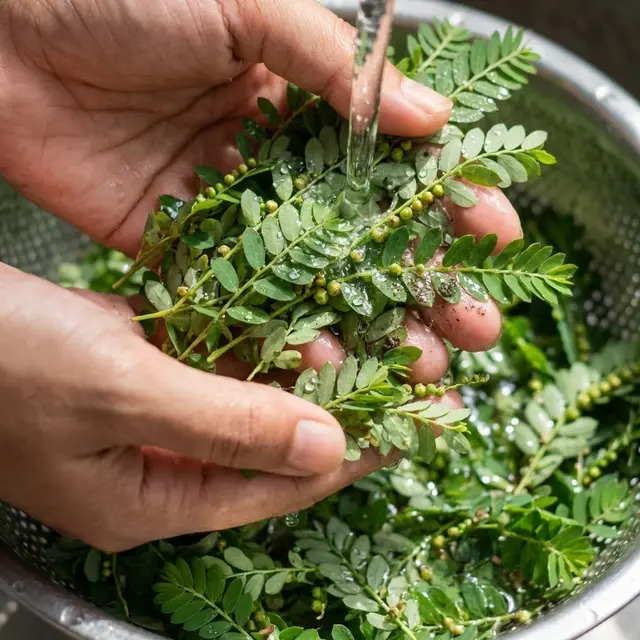 Cara Mengolah Daun Meniran yang Sering Dianggap Hama
