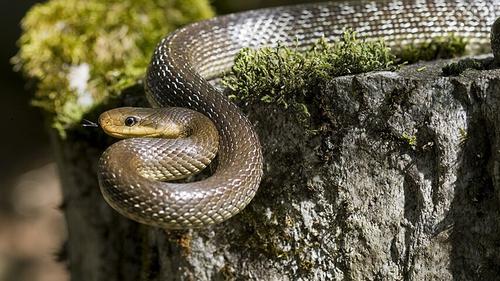 Jenis Ular Pemakan Tikus