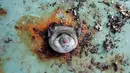Ekspresi Seekor tikus saat terjebak di sebuah lubang bagian bawah tong sampah di Brooklyn, New York, Amerika Serikat, (18/10). Tikus tersebut terlihat kesusahan melepaskan diri dari lubang tong sampah. (REUTERS/Lucas Jackson)