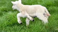Seekor bayi domba yang lahir dengan lima kaki membuat kaget keluarga pemiliknya.
