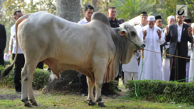Wujud Sapi Braman 1,4 Ton Kurban Jokowi di Cibinong