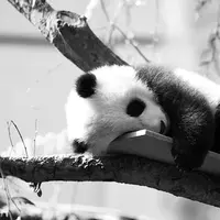 Pernah terlintas dalam benakmu untuk berbicara dengan panda? Sekarang hal tersebut sudah bisa dilakukan.