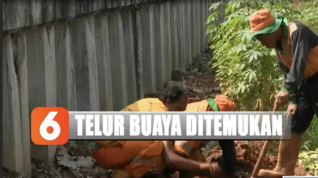 Telur-telur buaya pun dibiarkan dalam posisi tertimbun tanah. Petugas UPK pun berharap puluhan telur buaya ini segera dievakuasi untuk menghindari kerusakan.