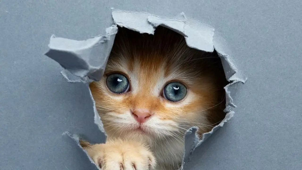 Ekspresi Kucing Lucu