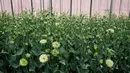 Pemandangan bunga lisianthus dalam rumah kaca di Namie, Prefektur Fukushima, Jepang, 30 Juli 2021. Sebagian dari bunga-bunga tersebut akan digunakan untuk karangan bunga kemenangan di Olimpiade Tokyo 2020. (YASUYOSHI CHIBA/AFP)