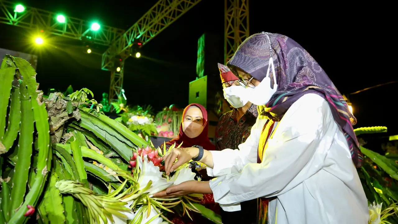 Banyuwangi Gelar "Festival Buah Naga" sebagai Pemasok Buah Naga Terbesar Nasional