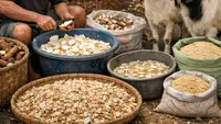 Cara Membuat Pakan Ternak dari Singkong, Lebih Murah dan Kambing Cepat Gemuk