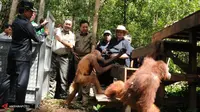 10 Orangutan Dilepasliarkan di Seruyan Kalteng