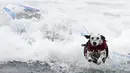 Seekor anjing dalmatian melompat dari papan seluncurnya saat dihempaskan ombak ketika mengikuti kompetisi surfing anjing Petco Unleashed ke-10 di pantai Imperial, California, 1 Agustus 2015. (REUTERS/Mike Blake)