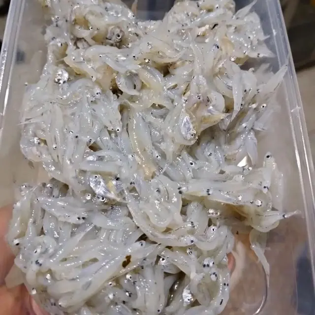 10 Manfaat Teri Nasi bagi Kesehatan Tubuh, Kaya Omega 3 dan Zat Besi