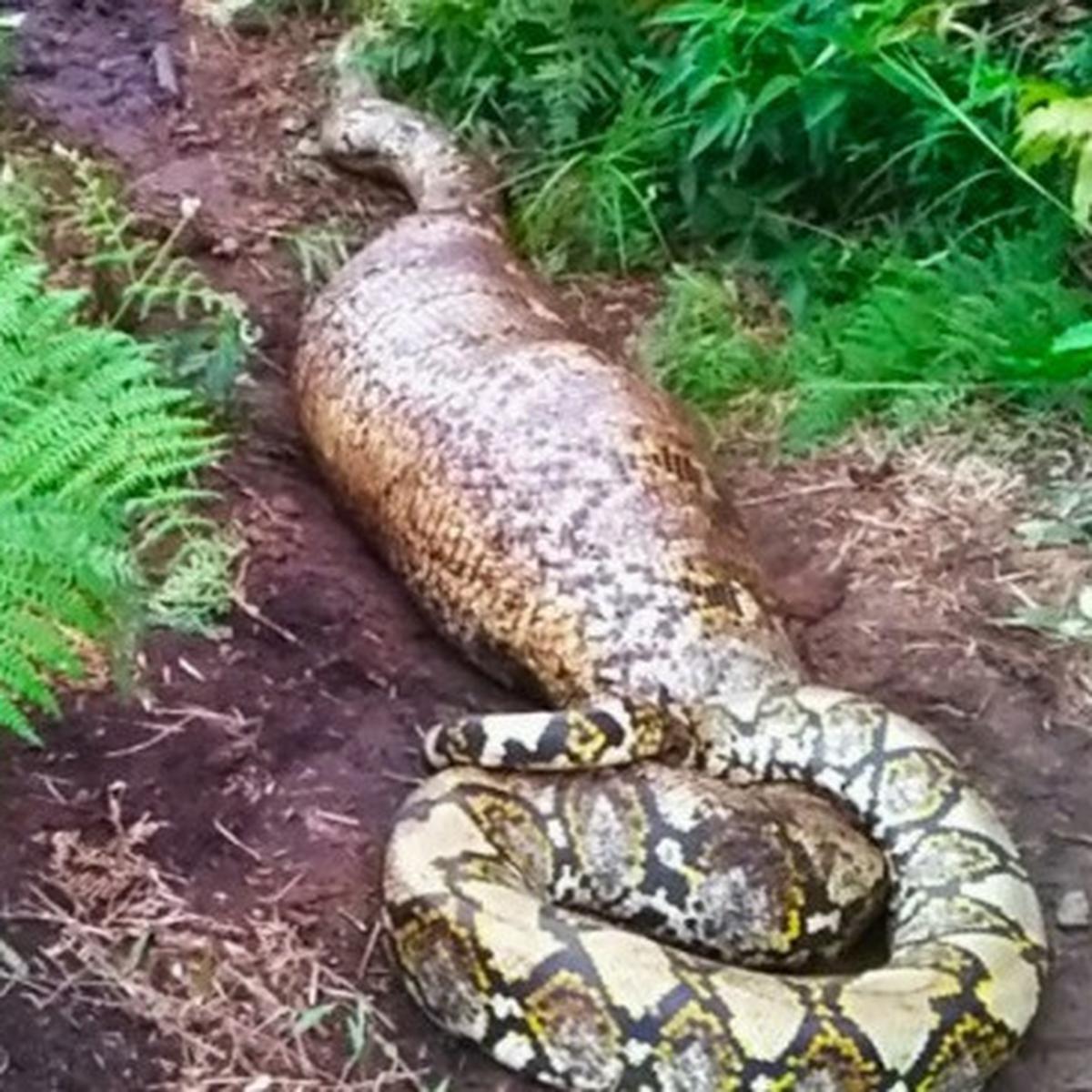 (VIDEO) Terrifying Encounter: Giant Python Hanging from a Tree Sends ...