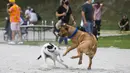 Anjing- anjing peliharaan bermain bersama dalam acara Party 4 Paws 2020 di Toronto, Kanada, 30 Agustus 2020. Sebuah acara yang cocok dikunjungi keluarga, pameran hewan peliharaan ini menarik ratusan pengunjung bersama anjing peliharaan mereka. (Xinhua/Zou Zheng)
