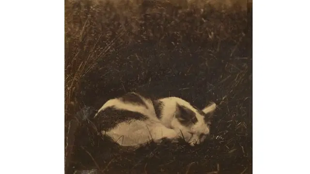 6 Potret Kucing di Foto Sejarah Era Revolusi, Hewan Favorit Sedari Dulu