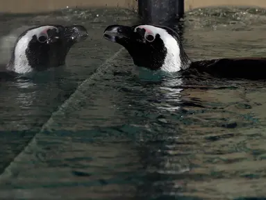 Pantulan seekor Penguin Afrika atau Penguin Jackass dari kaca kolam selama persentasi kepada awak media di kebun binatang Roma, Kamis (27/12). Jumlah yang berkurang menyebabkan penguin ini diklasifikasikan sebagai terancam punah. (AP/Alessandra Tarantino)