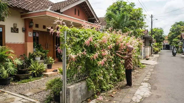 Model pagar hidup dari tanaman yang bikin rumah lebih sejuk dan privat menggunakan air mata pengantin