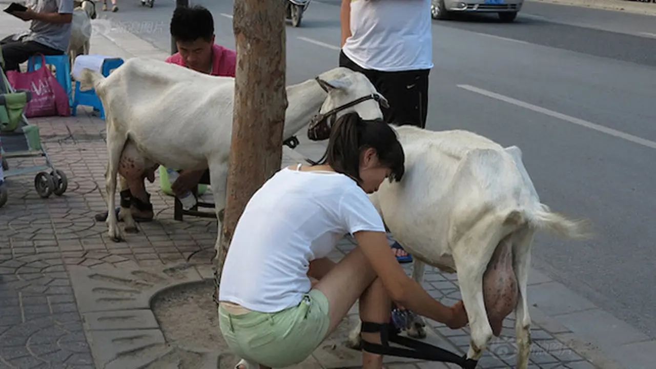 Pasangan Ini Jual Susu Kambing Segar Langsung Perah