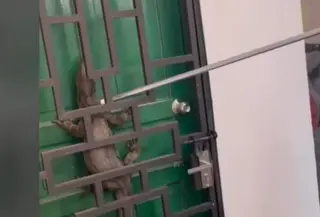 Biawak terjepit pintu