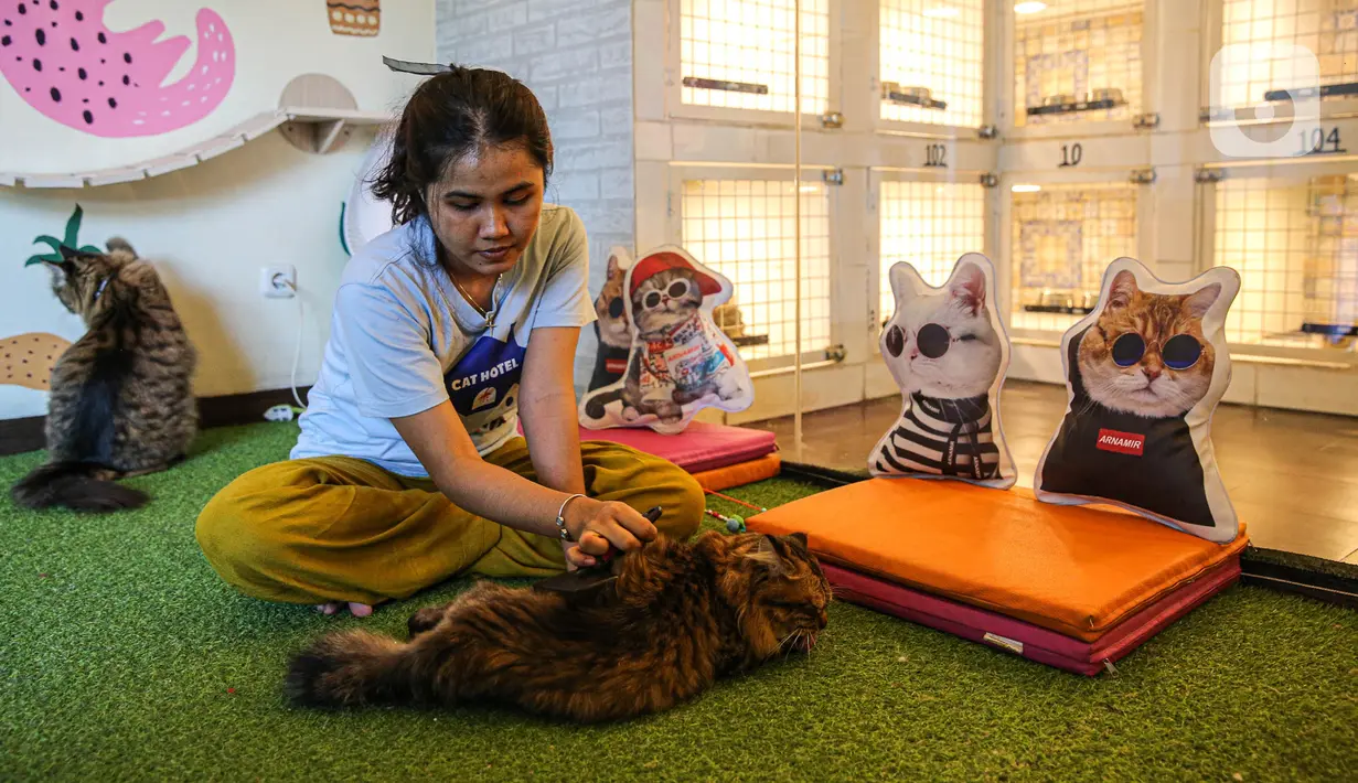 Karyawan membersihkan kandang di tempat penitipan kucing Arnamir, kawasan Setiabudi, Jakarta, Senin (17/4/2023). Menjelang libur Lebaran, tempat penitipan kucing Arnamir telah penuh dipesan sejak Desember lalu. (Liputan6.com/Faizal Fanani)