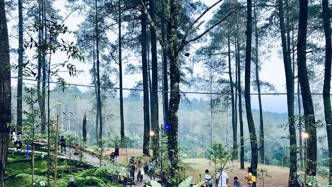 Orchid Forest