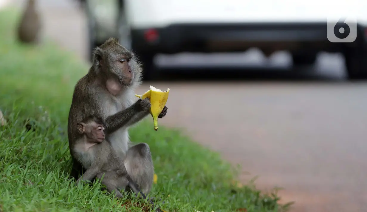 Monyet ekor panjang (Macaca Fascicularis) memakan buah yang dilemparkan warga di kawasan Suaka Margasatwa Muara Angke, Penjaringan, Jakarta, Sabtu (29/5/2021). Pemberian makanan oleh warga kepada monyet ekor panjang bisa berdampak pada perilaku makan hewan tersebut. (Liputan6.com/Helmi Fithriansyah)
