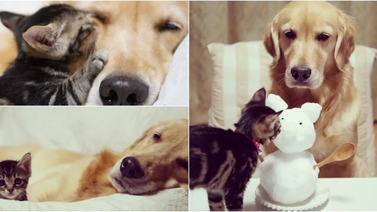 foto copyright boredpanda.com