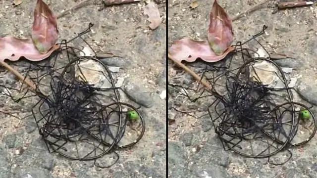 Makhluk Misterius diduga alien di Taiwan