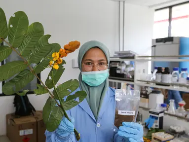Peneliti menunjukkan daun ketepeng dan ektrak daun ketepeng di Pusat Penelitian Kimia LIPI Puspitek, Serpong, Tangerang Selatan, Jumat (8/5/2020). Penemuan daun ketepeng dan benalu secara komputasi aktif menghambat virus Covid-19. (Liputan6.com/Fery Pradolo)
