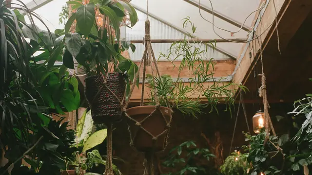 Kebun Sayur Vertikal (Unsplash)