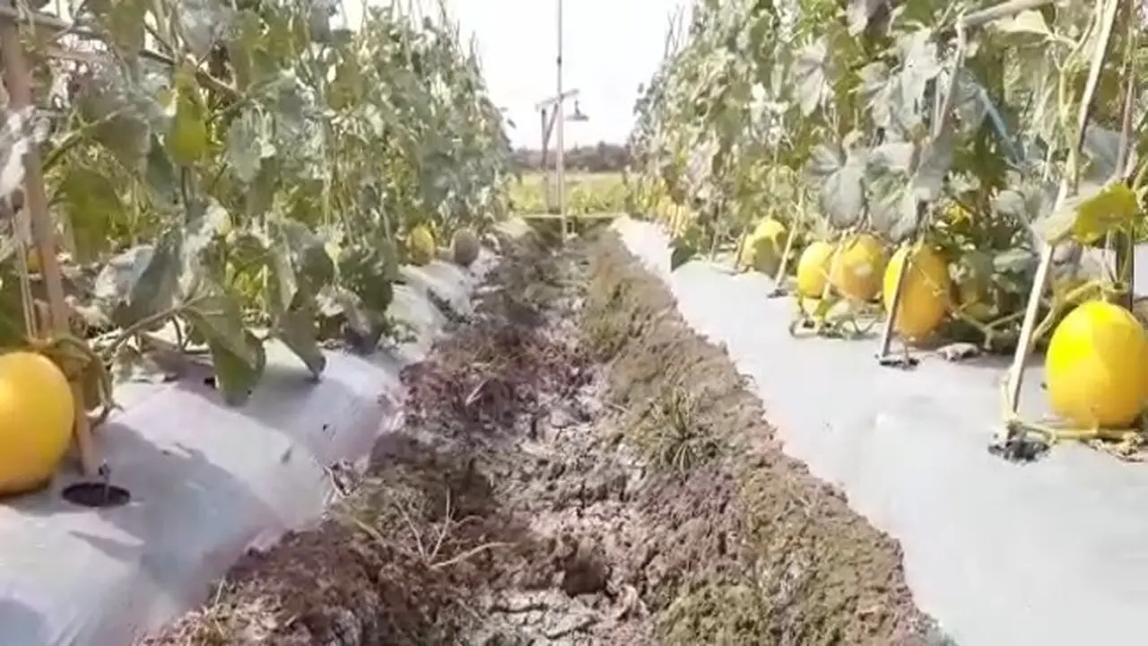 Mengenal Agro Melinda, Wisata Petik Melon di Indramayu