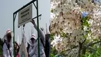 Ribuan bidan PTT berunjuk rasa di Gambir, hingga Kota Waingapu di Pulau Sumba dihiasi pohon sakura.