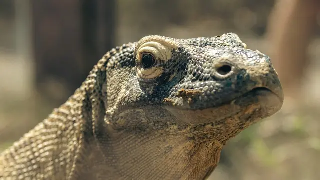 Ilustrasi komodo