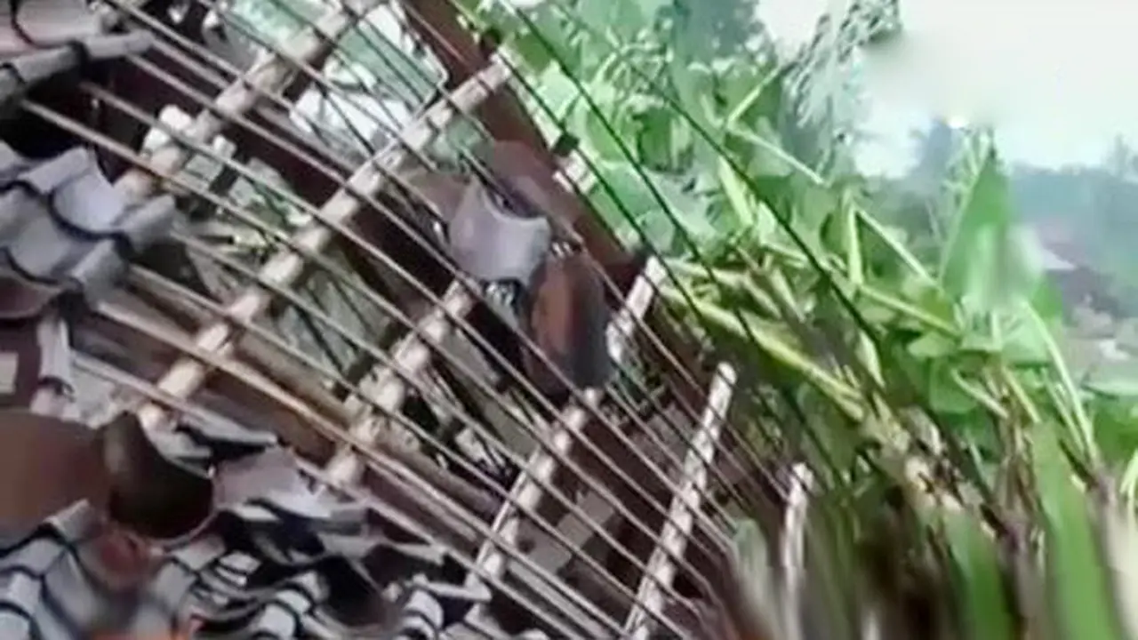 Hujan Deras hingga Proses Kelahiran Anak Simau di Rusia 