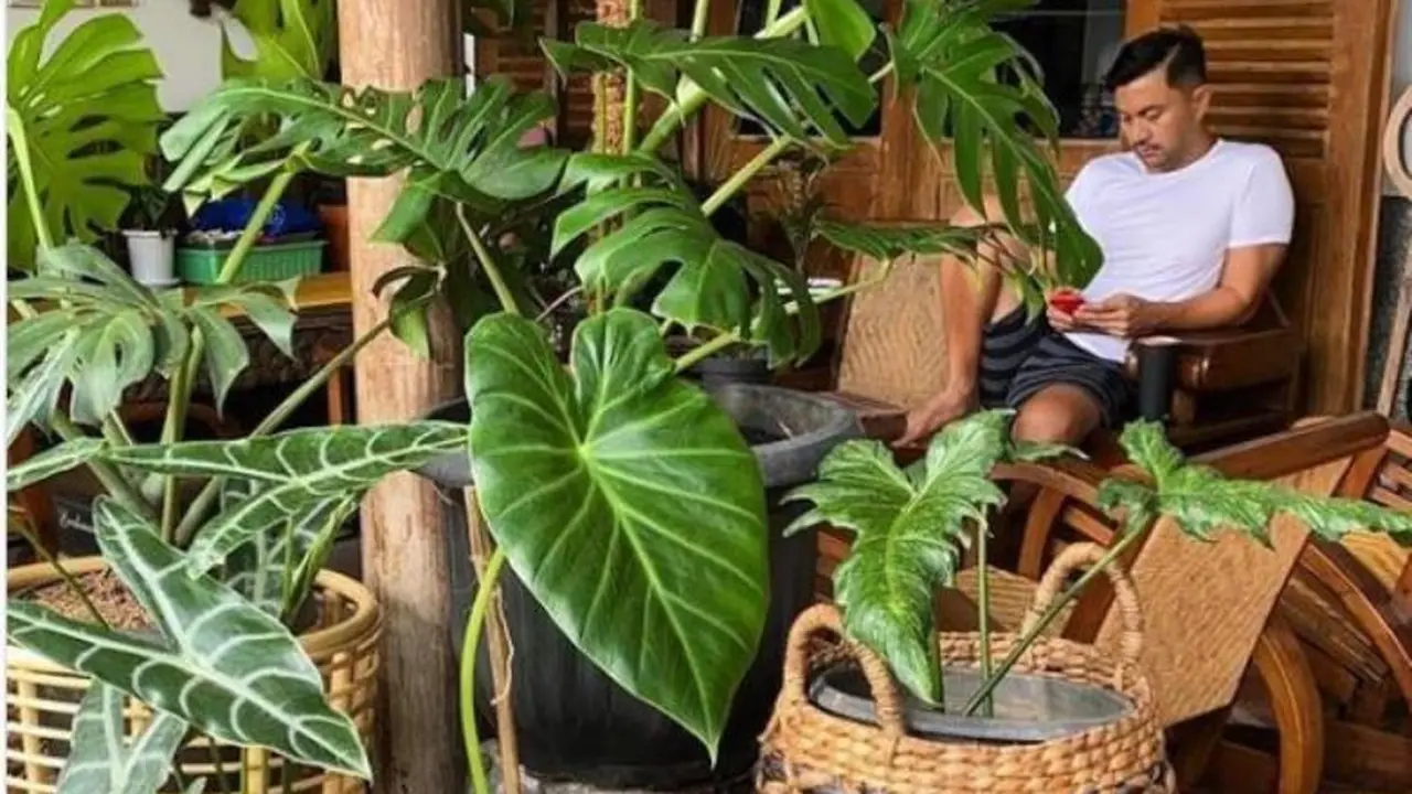 Menengok Halaman Rumah Anjasmara yang Nyaman dan Penuh Tanaman