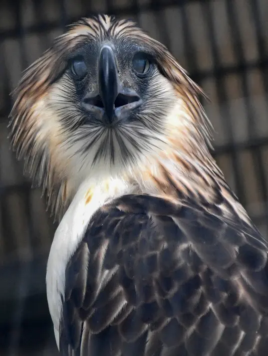 Seekor elang jantan Filipina bernama Geothermica terlihat di Jurong Bird Park, Singapura, Rabu (27/11/2019).  Penebangan hutan hujan tropis dan perburuan tanpa henti telah memusnahkan populasi Elang Filipina yang merupakan salah satu burung terbesar dan paling kuat di dunia. (AFP Roslan Rahman)