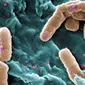 Bakteri pemakan daging Pseudomonas-aeruginosa (CDC)