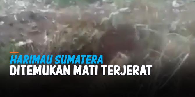 VIDEO: Harimau Sumatera ditemukan Mati dijerat Pemburu