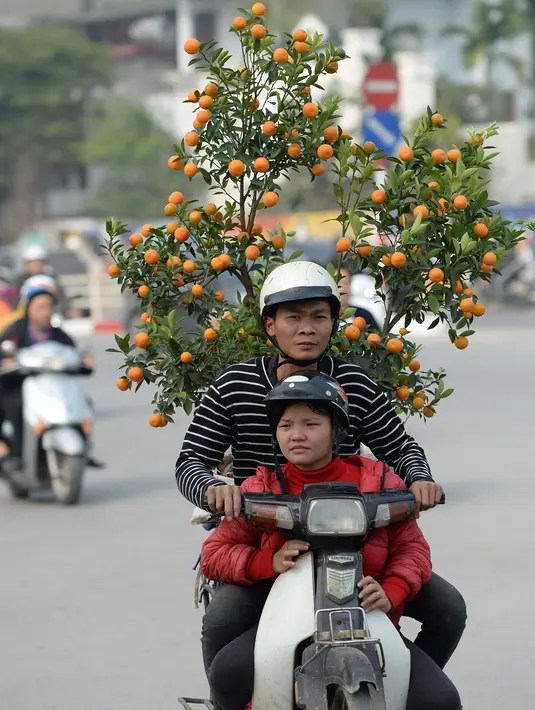 Seorang petani bersama anaknya mengangkut pohon Kumquat untuk mengirimkannya ke pelanggan yang akan merayakan Tahun Baru Imlek di Hanoi, Vietnam, Rabu (25/1). Tahun Baru Imlek sendiri jatuh pada 28 Januari mendatang. (Hoang DINH Nam/AFP)