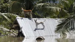 Dua ekor anjing berdiri di atas atap sebuah rumah yang terendam banjir di kawasan Kalay, Sagaing, Myanmar, Minggu (2/8/2015). Setidaknya 21 orang tewas akibat banjir yang melanda empat wilayah di Myanmar. (REUTERS/Soe Zeya Tun)