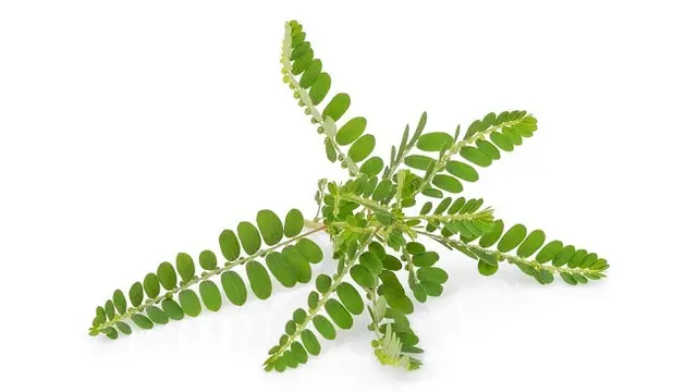 Meniran.