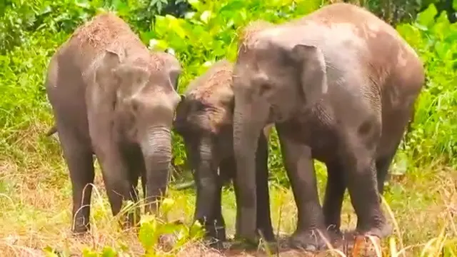 Gajah Dita (kiri) ketika bermain dengan gajah bernama Seruni dan anaknya di Suaka Margasatwa Balai Raja Bengkalis.