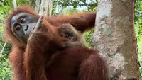 Kabar dari Hutan Jantho Jelang HUT RI ke-81, Wenda Lahirkan Bayi Orang Utan
