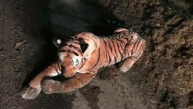 [Bintang] Hampir Sejam Taklukkan Harimau, Ternyata Polisi Ini Kecele, Kenapa?