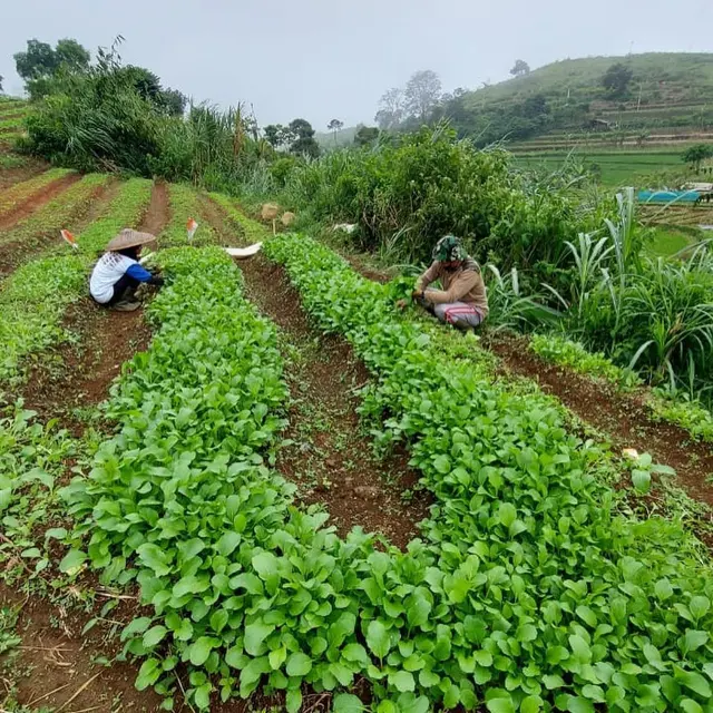 Diary Fimela: Sayurbox, Bukti Sukses Perempuan dalam Teknologi yang Berdayakan Petani Lokal