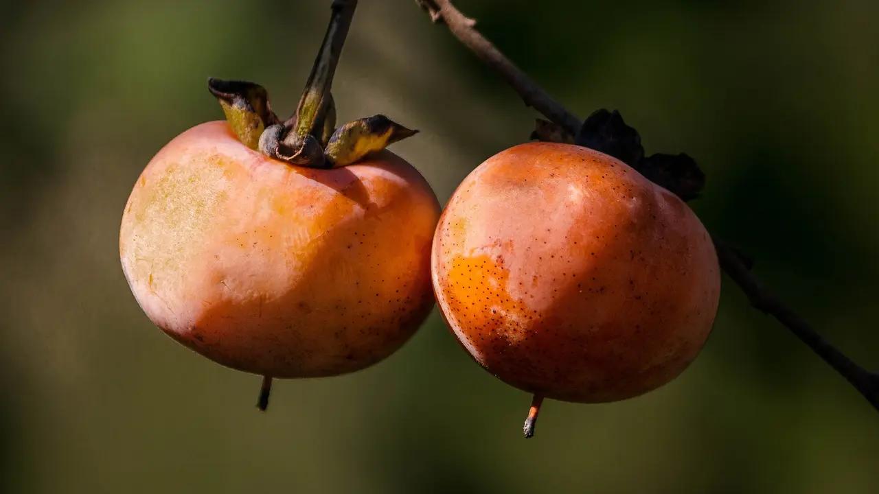 Manfaat Buah Kesemek (sumber: unsplash)