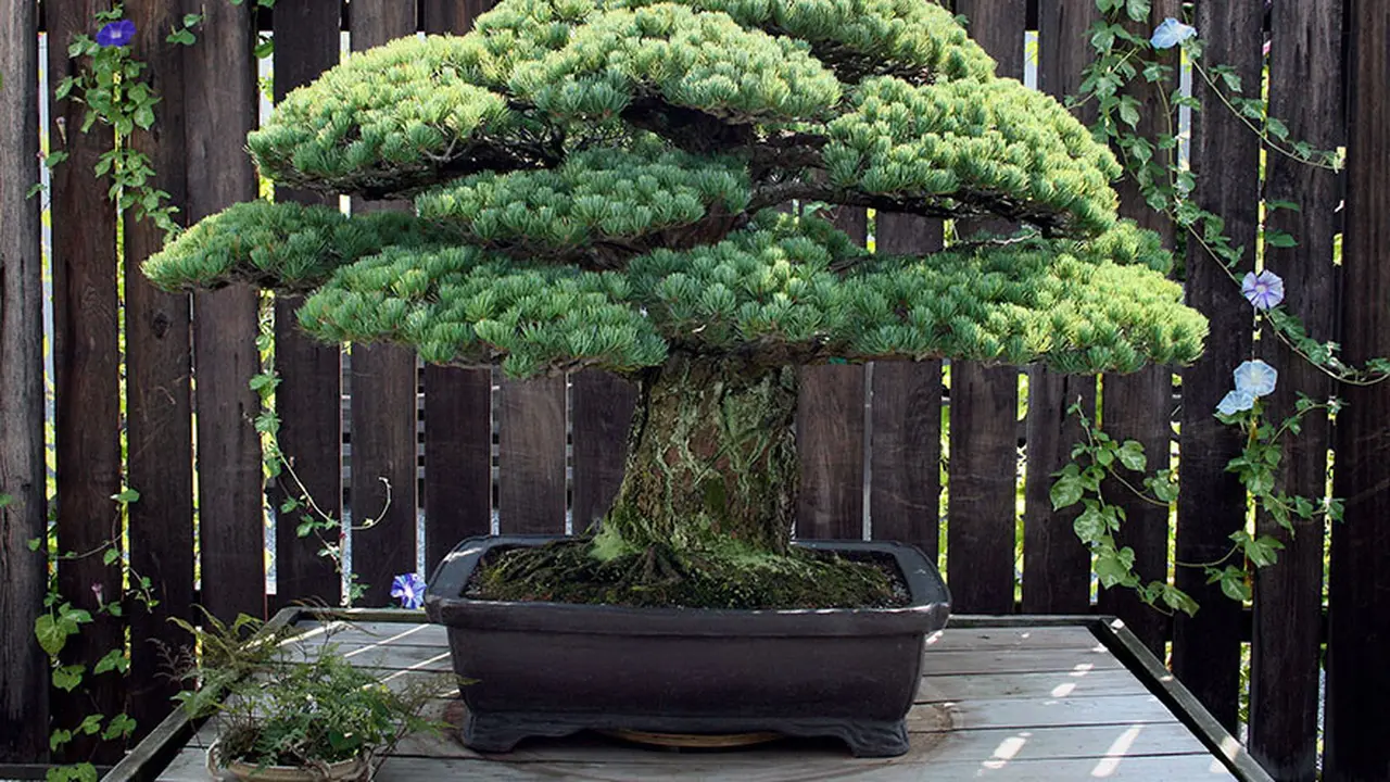 [Bintang] Panjang Umur! Hampir 400 Tahun, Pohon Bonsai Ini Masih Tumbuh