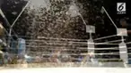 Sebuah pertandingan tinju terhenti dengan alasan yang tidak biasa. Ribuan ngengat memenuhi udara di sekitar arena.