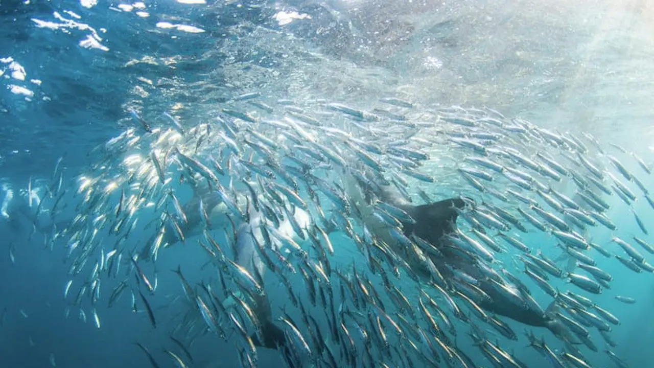 Gerombolan Ikan Invasif Mengancam Ekosistem Laut