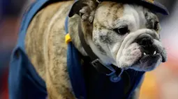Anjing Bulldog, Kenaniah Wilbur milik Erin Sinnwell berjalan di atas catwalk kontes kecantikan bertajuk Beatiful Bulldog ke-37 di Des Moines, Iowa, Minggu (22/4). Pemenang kontes ini akan menjadi maskot ajang atletik Drake Relays. (AP/Charlie Neibergall)