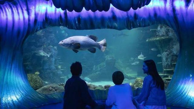 SEA LIFE Sydney Aquarium