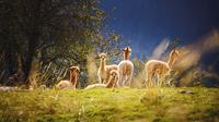 Kawanan hewan llama sedang berkumpul (Wildercr/Pixabay).